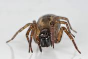 huiskaardespin (amaurobius fenestralis) 4-2012 6592